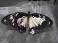 Papilio dardanus (mosaic gynandromorph, live) (Internet Image property of respective owner, non-commercial use only)